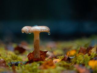 Beautiful mushrooms growing in the autumn forest. Natural woodlands scenery of Latvia, Northern Europe.