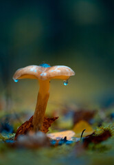 Beautiful mushrooms growing in the autumn forest. Natural woodlands scenery of Latvia, Northern Europe.