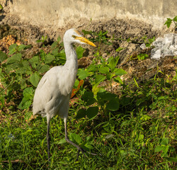 Cattle egret, Bubulcus ibis