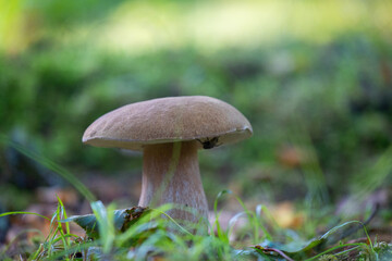 A beautiful bolete mushroom growing in the forest during summer end. Natural woodland scenery of Latvia, Northern Europe.
