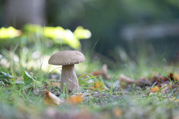 A beautiful bolete mushroom growing in the forest during summer end. Natural woodland scenery of Latvia, Northern Europe.