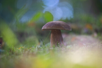 A beautiful bolete mushroom growing in the forest during summer end. Natural woodland scenery of Latvia, Northern Europe.