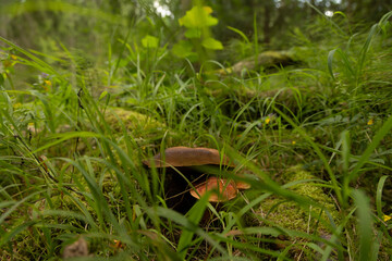 A beautiful bolete mushroom growing in the forest during summer end. Natural woodland scenery of Latvia, Northern Europe.