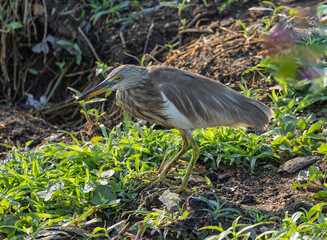 Indian pond heron - Ardeola grayii