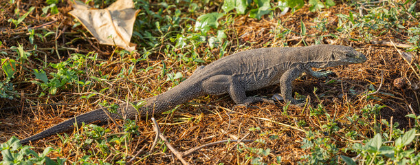 Monitor lizard - Varanus bengalensis