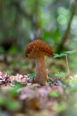 Beautiful edible boletus mushroom growing in the sunny forest in summers end. Natural woodlands scenery of Latvia, Northern Europe.