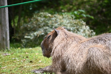 休憩中のカピバラ