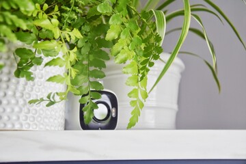 A CCTV camera is hidden near pots of indoor plants. Home security.