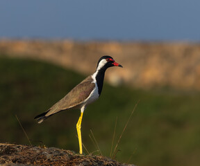 Red wattled lapwing - Vanellus indicus