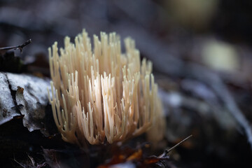 Beautiful coral mushroom growing in the forest during summer end. Natural woodlands scenery of Latvia, Northern Europe.