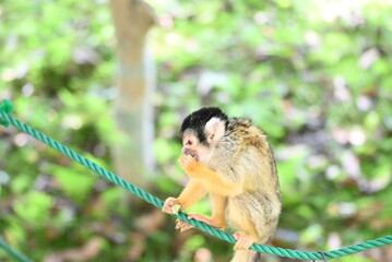 かわいいリスザルの姿