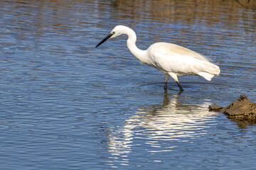 The little egret, Egretta garzetta in Ria Formosa Natural Reserve, Algarve Portugal