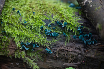 A beautiful green elfcup mushroom growing on the tree in forest, surrounded by woodsorrel leaves. Natural woodlands scenery of Latvia, Northern Europe.