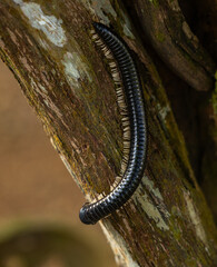 Millipede - phyllogonostreptus nigrolabiatus