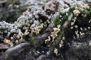 Beautiful gray fairy inkcap mushrooms growing on the old tree trunk in autumn forest. Natural woodland scenery with a lot of agaric fungi in Latvia, Northern Europe.