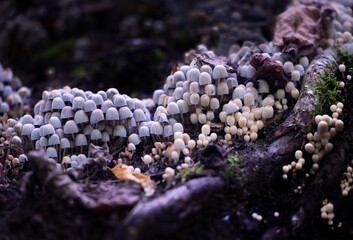 Beautiful gray fairy inkcap mushrooms growing on the old tree trunk in autumn forest. Natural...