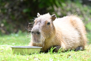 休憩中のカピバラ