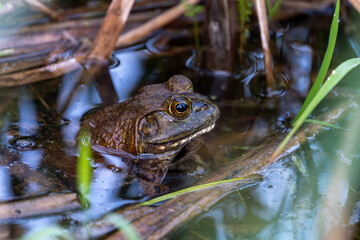 American bullfrog partially submerged in water, side view