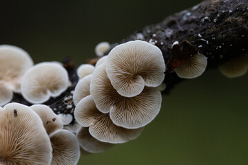 Beautiful mushrooms growing on the tree trunk in autumn forest. Natural woodlands scenery in Latvia, Northern Europe.