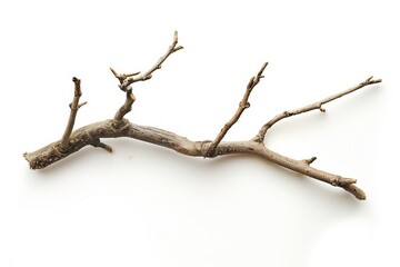 Dry wood branch isolated on white background