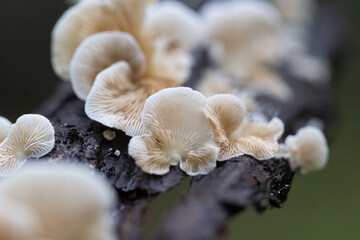 Beautiful mushrooms growing on the tree trunk in autumn forest. Natural woodlands scenery in Latvia, Northern Europe.