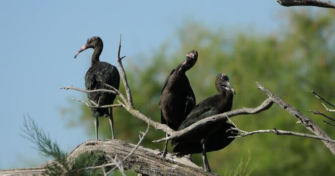 Flock of Glossy ibis chicks, Plegadis falcinellus, Camargue, France