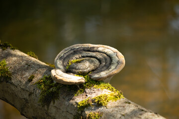 A beautiful polypore mushroom growing on the tree during autumn. Natural woodlands scenery in Latvia, Northern Europe.