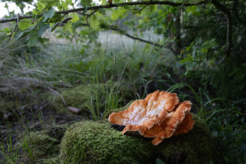 A beautiful polypore mushroom growing on the tree during autumn. Natural woodlands scenery in Latvia, Northern Europe.