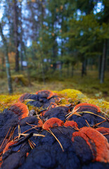 A beautiful polypore mushroom growing on the tree during autumn. Natural woodlands scenery in Latvia, Northern Europe.