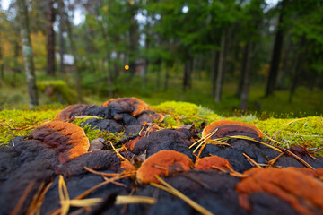 A beautiful polypore mushroom growing on the tree during autumn. Natural woodlands scenery in Latvia, Northern Europe.