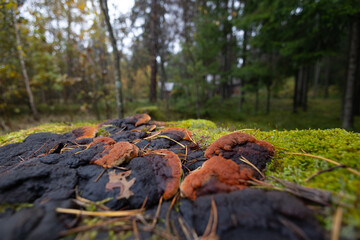 A beautiful polypore mushroom growing on the tree during autumn. Natural woodlands scenery in Latvia, Northern Europe.