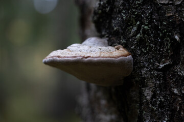 A beautiful polypore mushroom growing on the tree during autumn. Natural woodlands scenery in Latvia, Northern Europe.