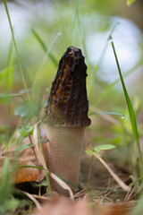 Beautiful spring mushrooms growing in the forest during may. Natural woodlands scenery of Latvia, Northern Europe.
