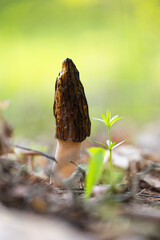Beautiful spring mushrooms growing in the forest during may. Natural woodlands scenery of Latvia, Northern Europe.