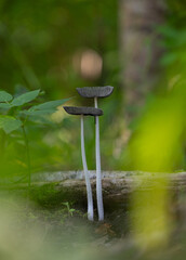 Strange looking mushrooms growing in the autumn forest. Natural woodlands scenery of Latvia, Northern Europe.