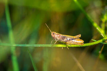 Closeup on an adult brown colored European rufous grasshopper male, Gomphocerippus rufus