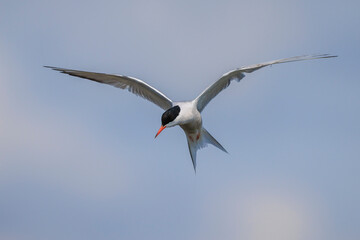Common Tern, Sterna hirundo, hunting