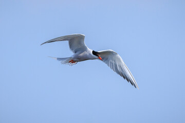 Common Tern, Sterna hirundo, hunting