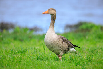 Greylag goose, Anser anser, in a meadow with chicks