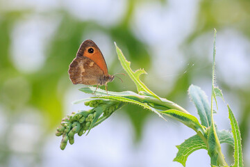 Gatekeeper butterfly, Pyronia tithonus, resting © Sander Meertins