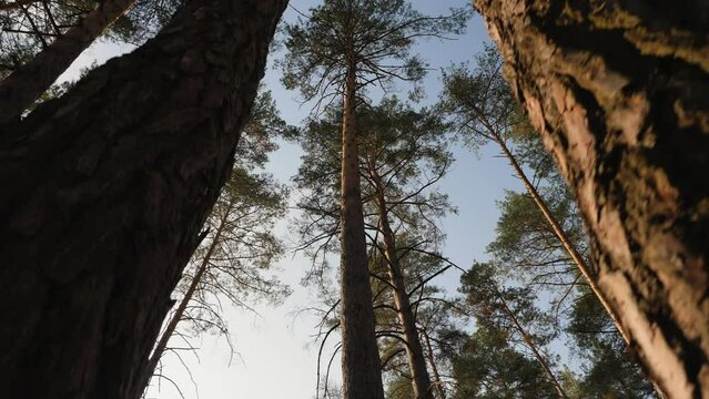 Bottom view to the tops of the pines trees in forest, walking through pine wood forest, slow-motion