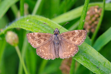 Dingy skipper Erynnis tages on purple lavender