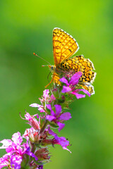Glanville fritillary, melitaea cinxia, butterfly mating in a meadow