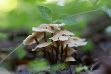 Beautiful summer mushroom growing in the forest. Natural woodlands scenery in Latvia, Northern Europe.