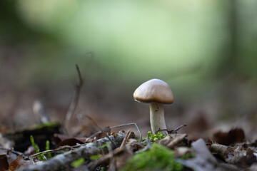 Beautiful summer mushroom growing in the forest. Natural woodlands scenery in Latvia, Northern Europe.