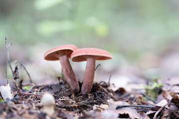 Beautiful summer mushroom growing in the forest. Natural woodlands scenery in Latvia, Northern Europe.