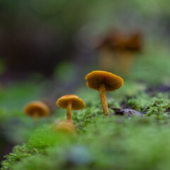 Beautiful summer mushroom growing in the forest. Natural woodlands scenery in Latvia, Northern Europe.