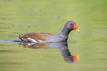 Closeup of a Common moorhen, Gallinula chloropus