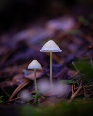Beautiful tiny mushrooms growing in the autumn forest. Natural woodlands scenery in Latvia, Northern Europe.