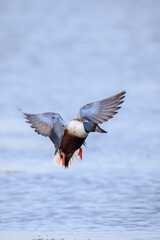 Northern shoveler male Spatula clypeata or Anas clypeata, flying